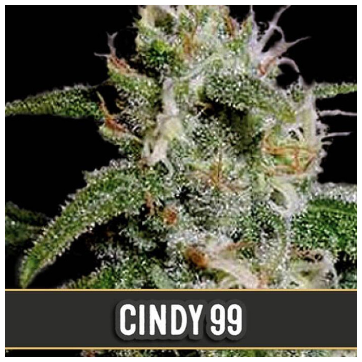 Cindy 99 (Blimburn Seeds)