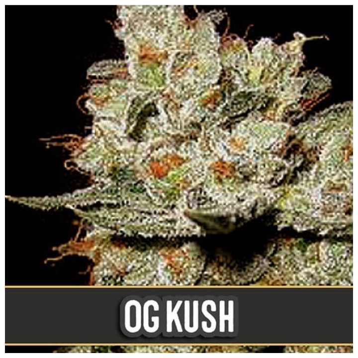 OG Kush