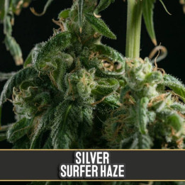 Silver Surfer Haze (Blimburn Seeds)
