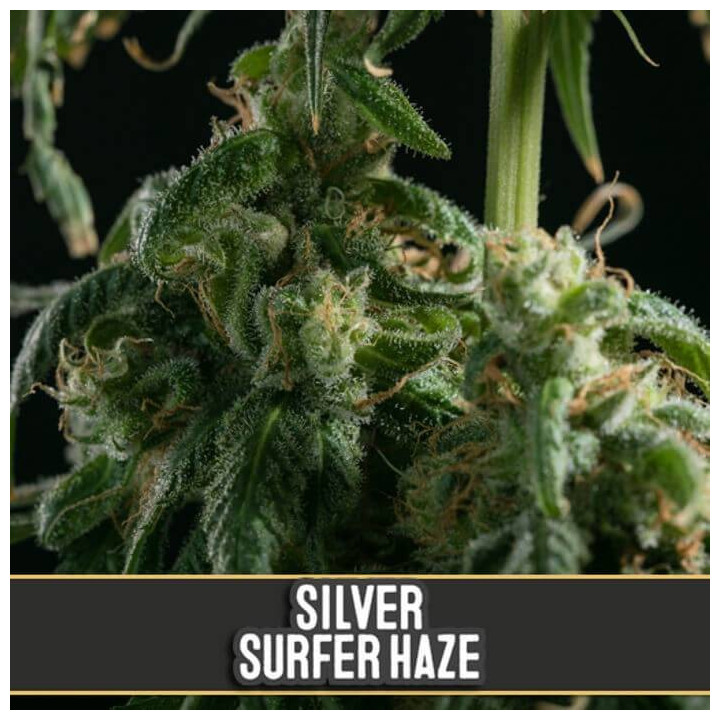 Silver Surfer Haze (Blimburn Seeds)