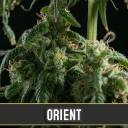 Orient Auto (Blimburn Seeds)