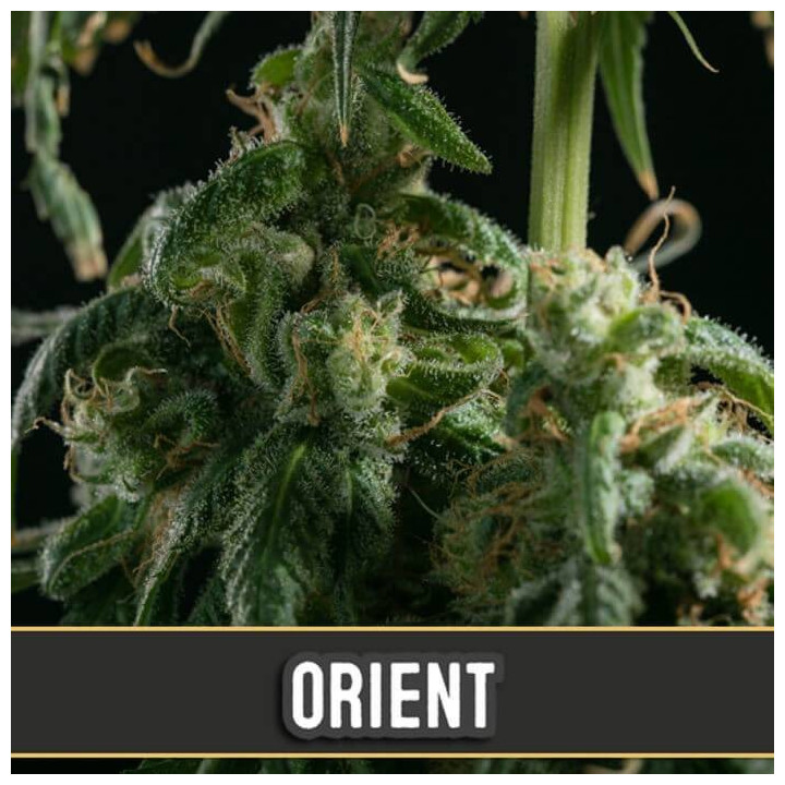 Orient Auto (Blimburn Seeds)