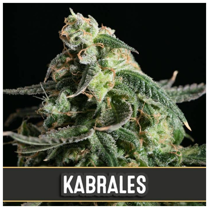 Kabrales Auto (Blimburn Seeds)