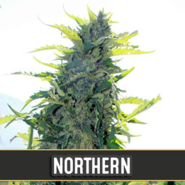 Northern Auto (Blimburn Seeds)