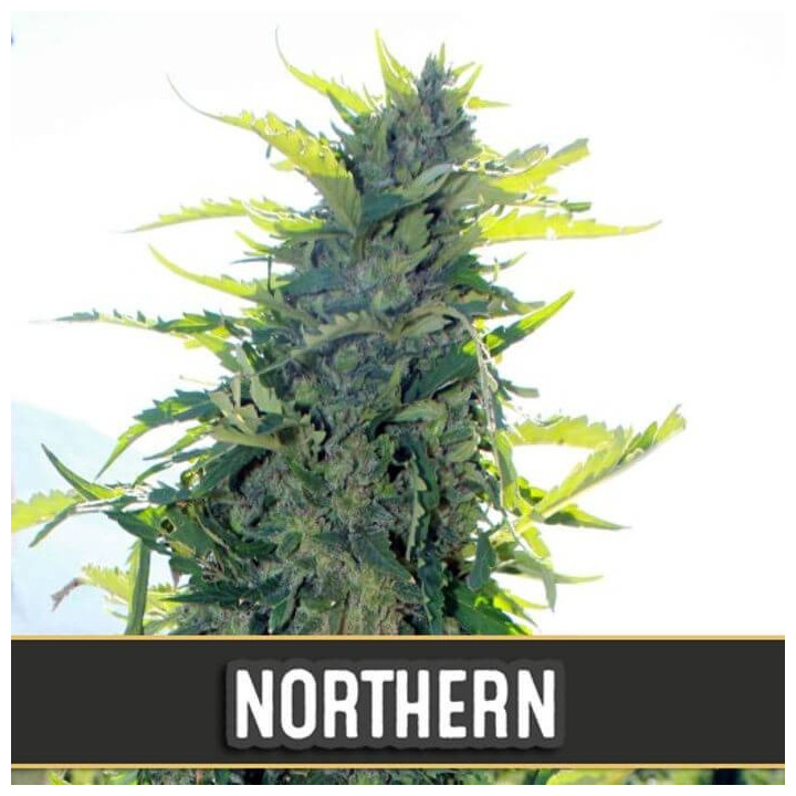 Northern Auto (Blimburn Seeds)