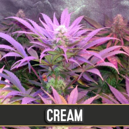 Cream Auto (Blimburn Seeds)