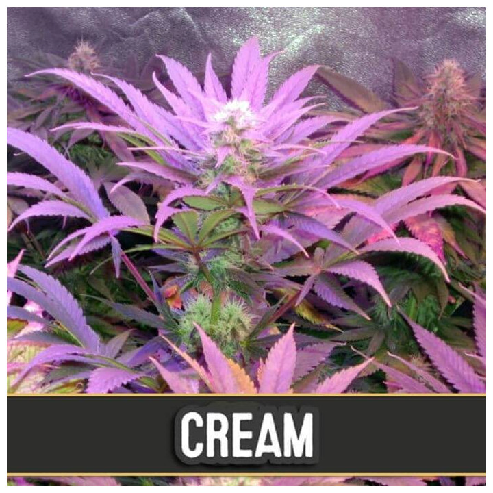 Cream Auto (Blimburn Seeds)