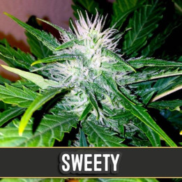 Sweety Auto (Blimburn Seeds)