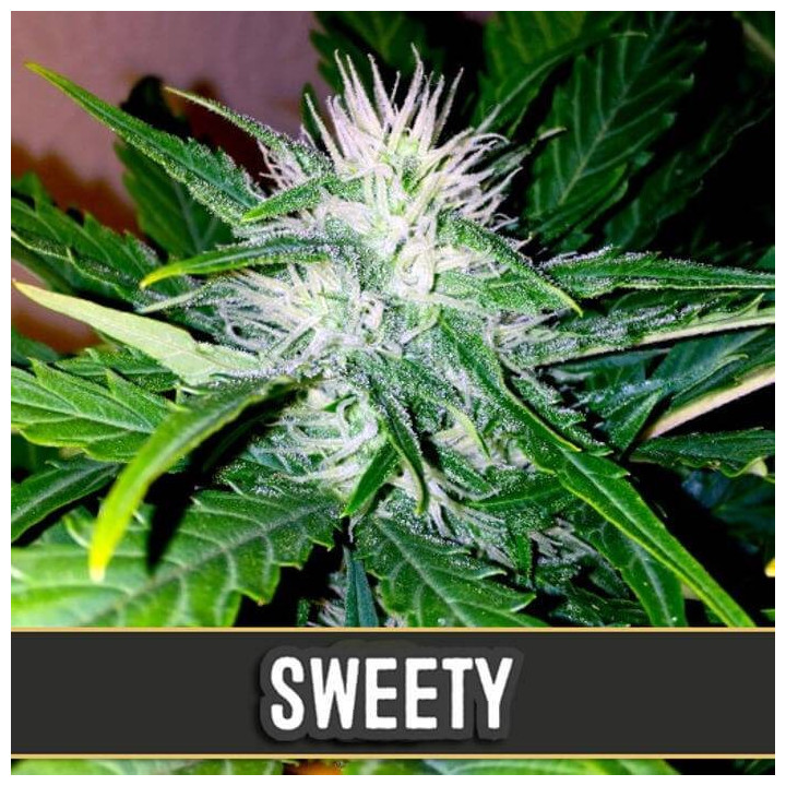 Sweety Auto (Blimburn Seeds)