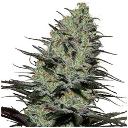 Morpheus (Buddha Seeds)