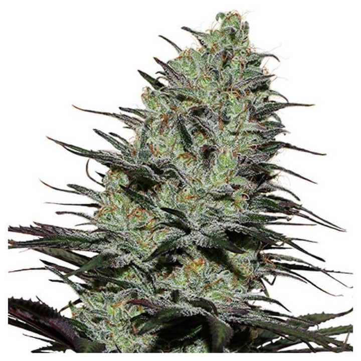 Morpheus (Buddha Seeds)
