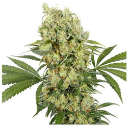 Medikit (Buddha Seeds)