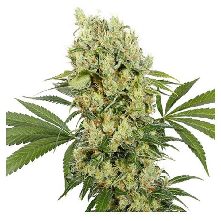 Medikit (Buddha Seeds)