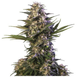 Kraken (Buddha Seeds)