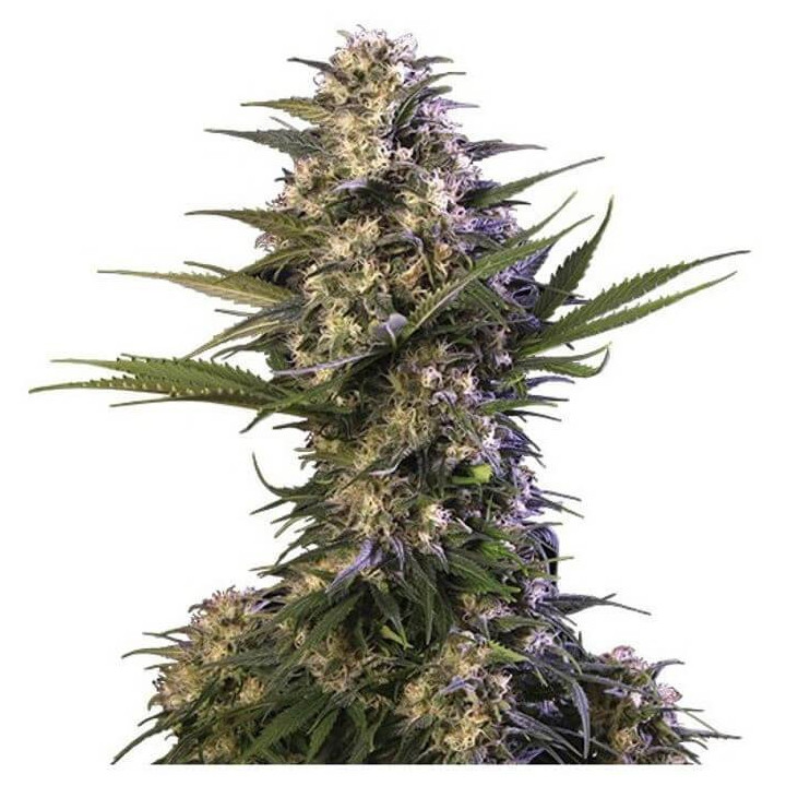 Kraken (Buddha Seeds)