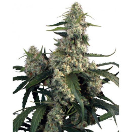 Quasar (Buddha Seeds)