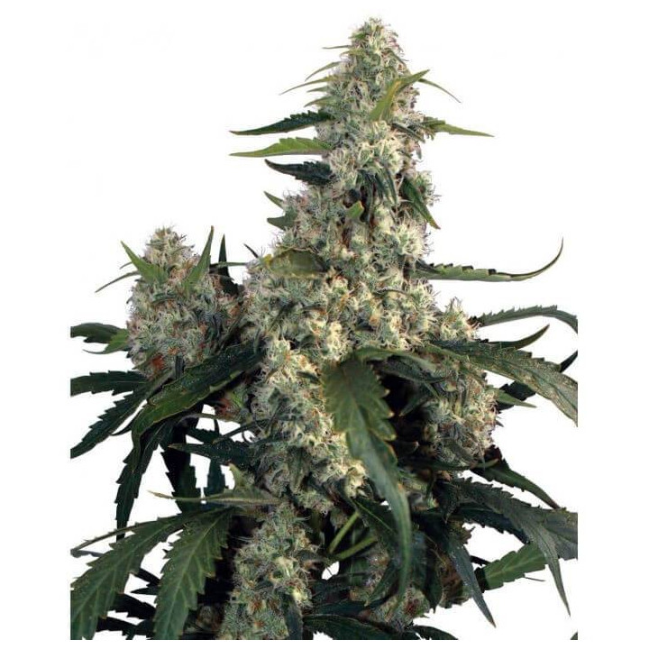 Quasar (Buddha Seeds)