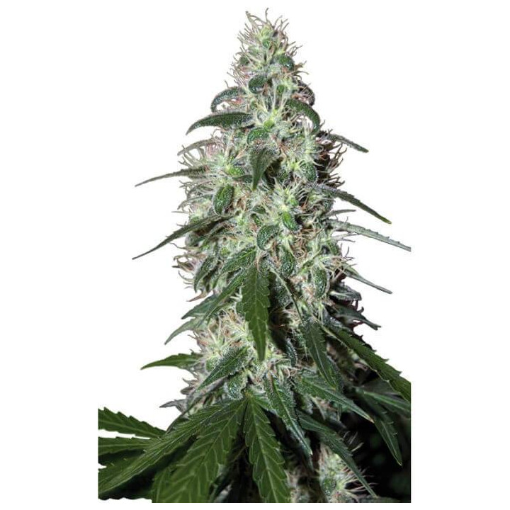 Pulsar (Buddha Seeds)