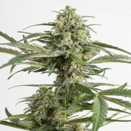 Critical Cheese  Auto (Dinafem)