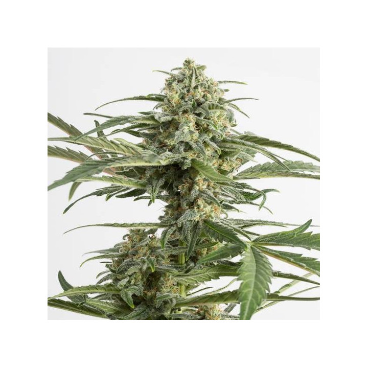 Critical Cheese  Auto (Dinafem)