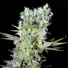 Northern Lights X (Genehtik)