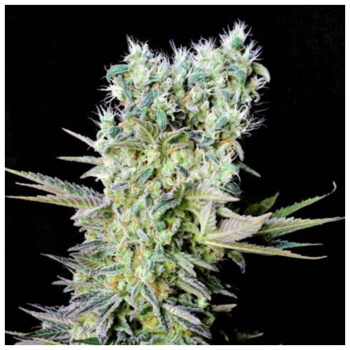 Northern Lights X (Genehtik)