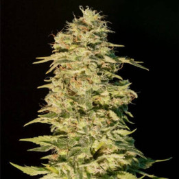 OG Lemon Bilbo (Genehtik)