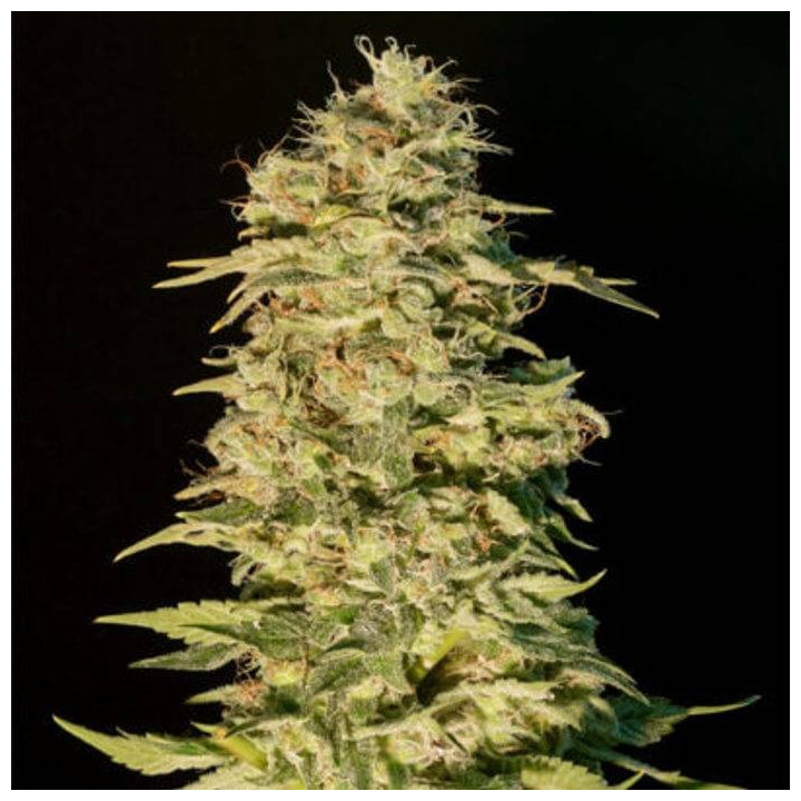 OG Lemon Bilbo (Genehtik)