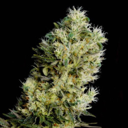 Amnesia Bilbo Auto (Genehtik)