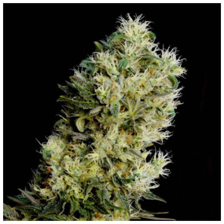Amnesia Bilbo Auto (Genehtik)
