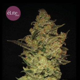 Caprichosa Thai (Elite Seeds)