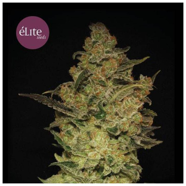 Caprichosa Thai (Elite Seeds)