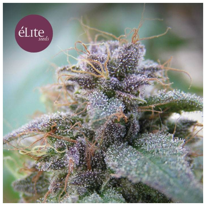 Blue Elite Índica (Elite Seeds)