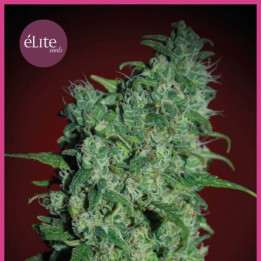Llimonet Haze Clásica THC (Elite Seeds)