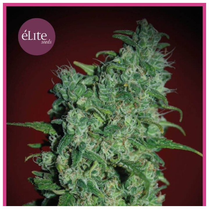 Llimonet Haze Clásica THC (Elite Seeds)