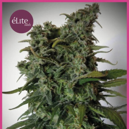 Élite 47 (Elite Seeds)