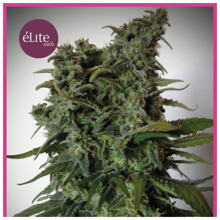 Élite 47 (Elite Seeds)