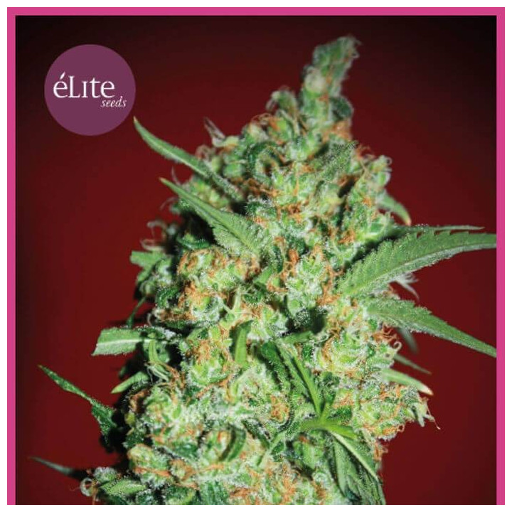 Banana Joint (Elite Seeds)