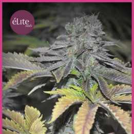Early Widow (Elite Seeds)