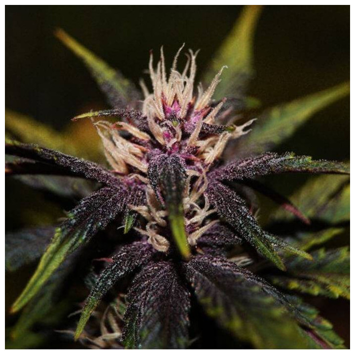 Purplediol Auto CBD (Elite Seeds)