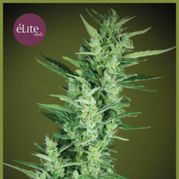 Élite 47 Auto (Elite Seeds)