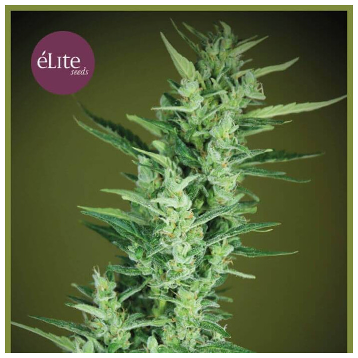 Élite 47 Auto (Elite Seeds)