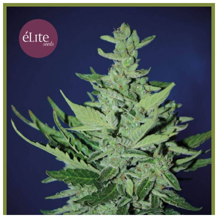 Goliat Auto (Elite Seeds)