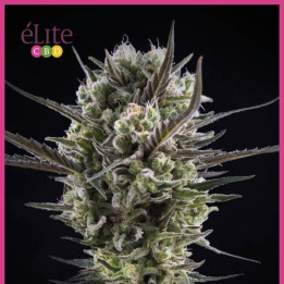 Llimonet Haze Clásica CBD (Elite Seeds)