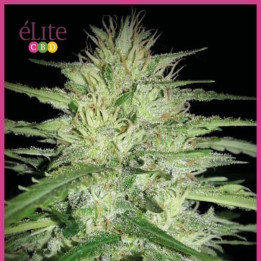 Juanita la lagrimosa (Elite Seeds)