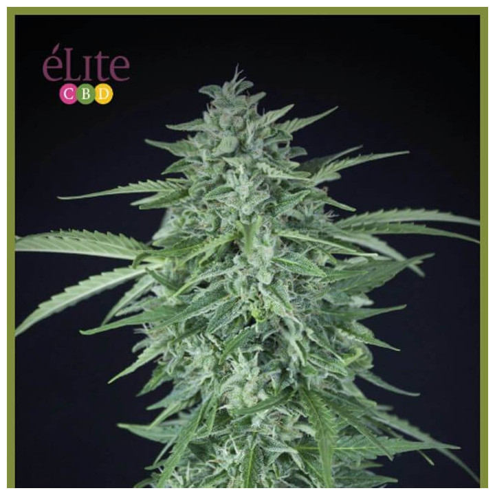 Llimonet Haze Auto CBD (Elite Seeds)