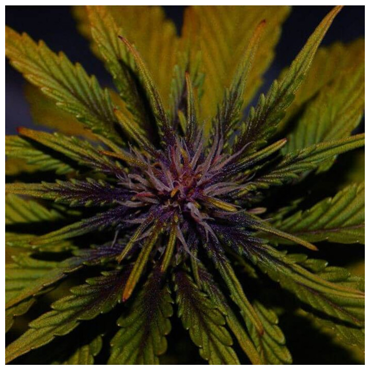 Dark Rose Auto CBD (Elite Seeds)