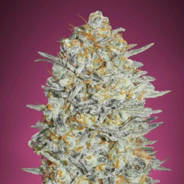 Gelato 33 (Advanced Seeds)