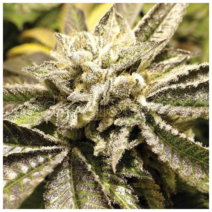 Canadian Kush 2.0 (Medical Seeds)