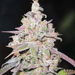 Mendocino Chanel Kush (Medical Seeds)